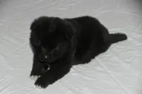 RUGER, a male Akita for sale in Anza, CA – 4 of 10