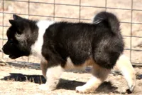 EOF0 , a male Akita for sale in Anza, CA – 8 of 10