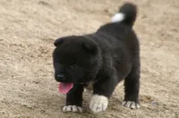 NTF2, a female Akita for sale in Anza, CA – 3 of 8
