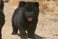 SZM2 HOLD, a male Akita for sale in Anza, CA – Photo 7 of 10