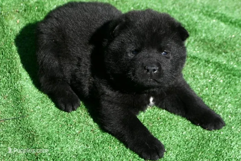SZM2 – Akita puppy for sale in Anza, CA