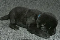 SZM2, a male Akita for sale in Anza, CA – Photo 4 of 10