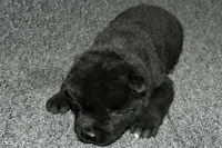 SZM2, a male Akita for sale in Anza, CA – Photo 8 of 10