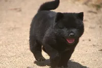 SZM2 HOLD, a male Akita for sale in Anza, CA – Photo 3 of 10