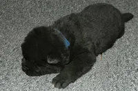 SZM2, a male Akita for sale in Anza, CA – Photo 6 of 10