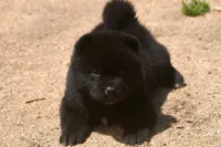 SZM2 HOLD, a male Akita for sale in Anza, CA – Photo 2 of 10