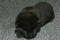 SZM2, a male Akita for sale in Anza, CA – Photo 9 of 10