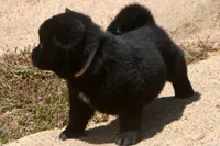 SZM2 HOLD, a male Akita for sale in Anza, CA – Photo 6 of 10