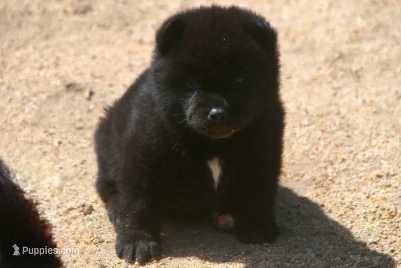 SZM2 – Akita puppy for sale in Anza, CA