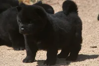 SZM2 HOLD, a male Akita for sale in Anza, CA – Photo 9 of 10