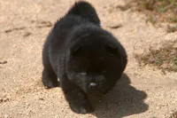 SZM2 HOLD, a male Akita for sale in Anza, CA – Photo 10 of 10