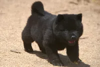 SZM2 HOLD, a male Akita for sale in Anza, CA – Photo 4 of 10