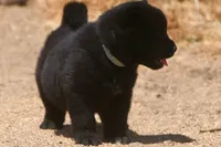 SZM2 HOLD, a male Akita for sale in Anza, CA – Photo 8 of 10
