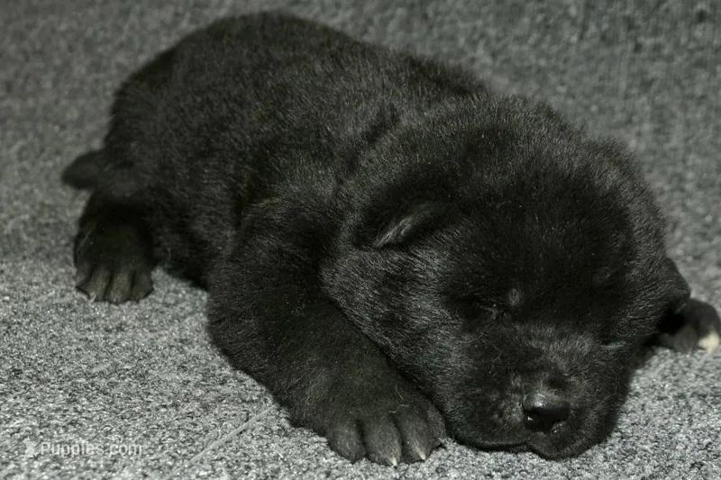 SZM2 – Akita puppy for sale in Anza, CA