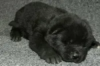 SZM2, a male Akita for sale in Anza, CA – Photo 1 of 10