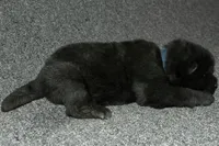 SZM2, a male Akita for sale in Anza, CA – Photo 5 of 10