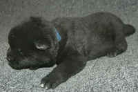 SZM2, a male Akita for sale in Anza, CA – Photo 2 of 10