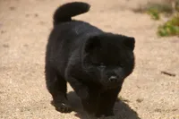 SZM2 HOLD, a male Akita for sale in Anza, CA – Photo 5 of 10