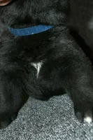 SZM2, a male Akita for sale in Anza, CA – Photo 10 of 10