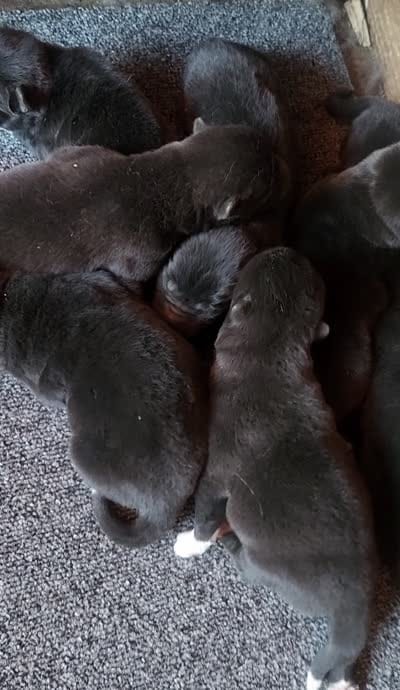 NTF4, a female Akita for sale in Anza, CA – 2 of 3