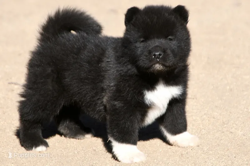 EOM2 – Akita puppy for sale in Anza, CA
