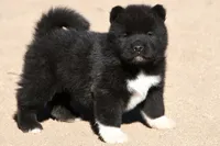 EOM2, a male Akita for sale in Anza, CA – 2 of 10