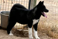 WMF3, a female Akita for sale in Anza, CA – 1 of 10