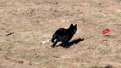 SZF3, a female Akita for sale in Anza, CA – 2 of 10