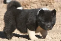 EOF1 HOLD, a female Akita for sale in Anza, CA – 5 of 10