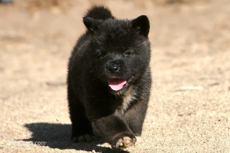 EOM0 HOLD – Akita puppy on hold in Anza, CA