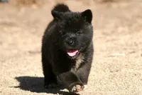 EOM0 HOLD, a male Akita for sale in Anza, CA – 1 of 6