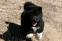 LFF1, a female Akita for sale in Anza, CA – 3 of 10