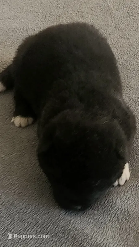 NTF2 – Akita puppy for sale in Anza, CA