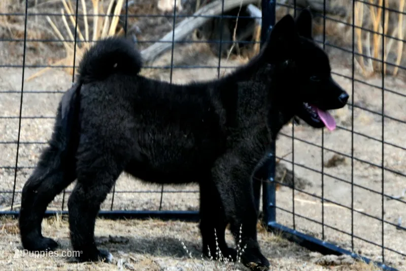 NTF1 – Akita puppy for sale in Anza, CA