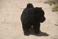 SZF3, a female Akita for sale in Anza, CA – Photo 7 of 10