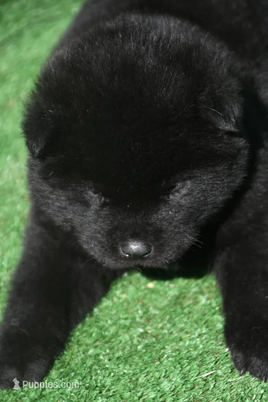 SZF2 – Akita puppy for sale in Anza, CA