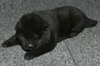 SZF2, a female Akita for sale in Anza, CA – Photo 5 of 9