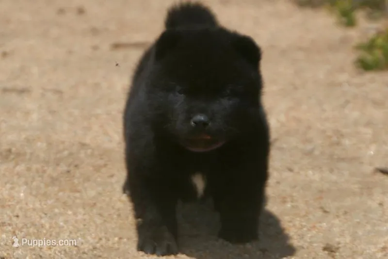 SZF2 – Akita puppy for sale in Anza, CA