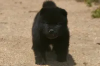 SZF3, a female Akita for sale in Anza, CA – Photo 2 of 10