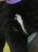 SZF2, a female Akita for sale in Anza, CA – Photo 9 of 9