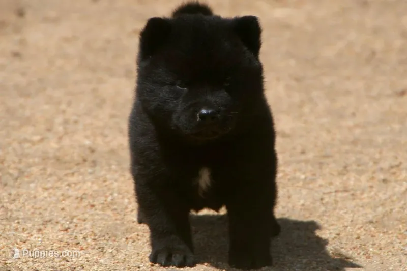 SZF2 – Akita puppy for sale in Anza, CA