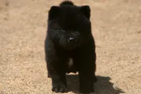 SZF3, a female Akita for sale in Anza, CA – Photo 1 of 10