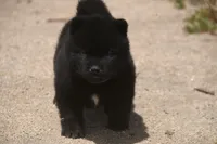 SZF3, a female Akita for sale in Anza, CA – Photo 4 of 10