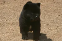 SZF3, a female Akita for sale in Anza, CA – Photo 8 of 10