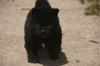 SZF3, a female Akita for sale in Anza, CA – Photo 3 of 10