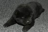 SZF2, a female Akita for sale in Anza, CA – Photo 7 of 9