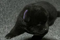 SZF2, a female Akita for sale in Anza, CA – Photo 6 of 9