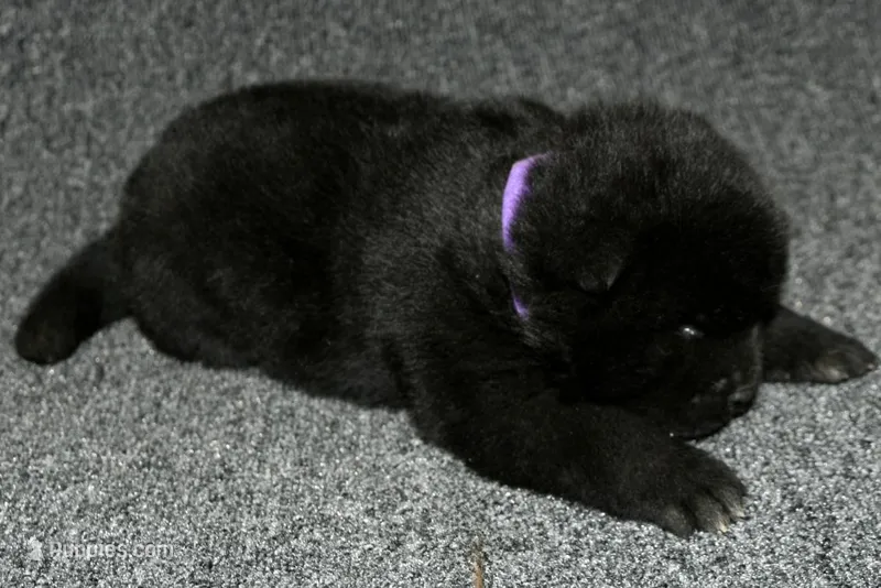 SZF2 – Akita puppy for sale in Anza, CA