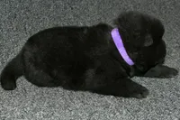 SZF2, a female Akita for sale in Anza, CA – Photo 3 of 9