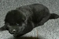 SZF2, a female Akita for sale in Anza, CA – Photo 2 of 9